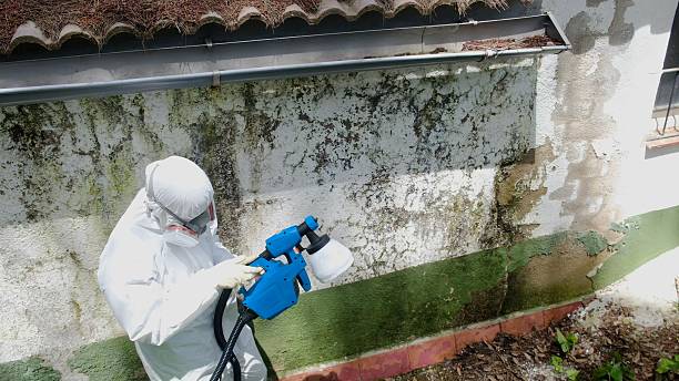 Top rated local Mold Removal specialists in Warriors Mark, PA